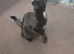 Black British shorthair 1year old female