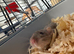 Two baby female rats