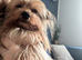 5 beautiful Chorkie pups looking for a forever lovely home 4 girls 1 boy