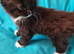 Adorable Ragdoll Mix kittens