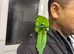Talking lorikeet just under a year old for sale