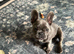 Frenchie for sale