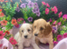 Cockapoo pups