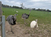 Rhea Fertile Hatching Eggs White & Grey