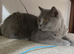 Two Beautiful British Shorthair Queens Looking for Loving Forever Homes