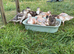 Call Ducklings