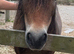 Miniature Shetland (non reg)