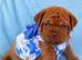Stunning Dogue de Bordeaux Pups