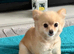 Female Pomeranian