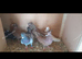 Pigeons