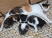 Kitens