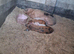 Mum and piglets
