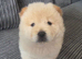 Chunky Chow Chow Pups Home Raised, Ready Soon