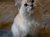 Gorgeous Chocolate Tortie Ragdoll