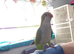 Semi tame male Quaker and cage