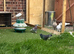 Afghan pigeons for sale
