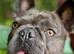 SMURF - Beautiful Frenchie