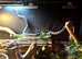 Corn snake