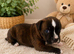 Kc reg black brindle white staffys