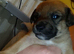 Daschund cross/jackapoo puppies