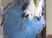 Tame Exhibition Budgie for sale