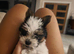 Biewer terrier puppy 10 weeks miniature