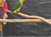 Yellow thighed caique