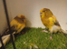 Quality Yorkshire canaries close rung Delivery Available