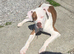 American bulldog 8 month old