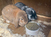 Bonded pair off female rabbits with cage