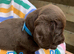 Cockapoo puppies