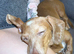 Dauchshund x Chihuahua