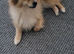 Kobi 4 years old pomeranian