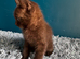 Cinnamon-colored Siamese