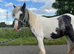 Toby Cob colt for sale 12 months old.
