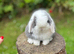 FRIENDLY MINI LOP BUNNIES