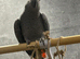 5 month old African grey baby