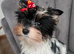 Teacup Yorkshire terrier biewer 3 colours