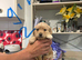 Puppies available 5th August