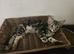 Male 10 week old kitten