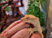 Crested geckos