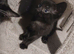 Black fluffy tortoise shell female kitten