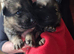 Gorgeous German Shepherd puppies