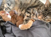 Kittens for sale