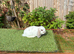 Pure bred mini lop .