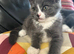 Kittens 12wks £200 each