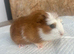Guineapigs