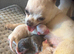 Beautiful boy kc puppies