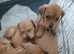 Reduced 2 girls left chiweenies