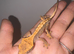 Crested geckos for sale!